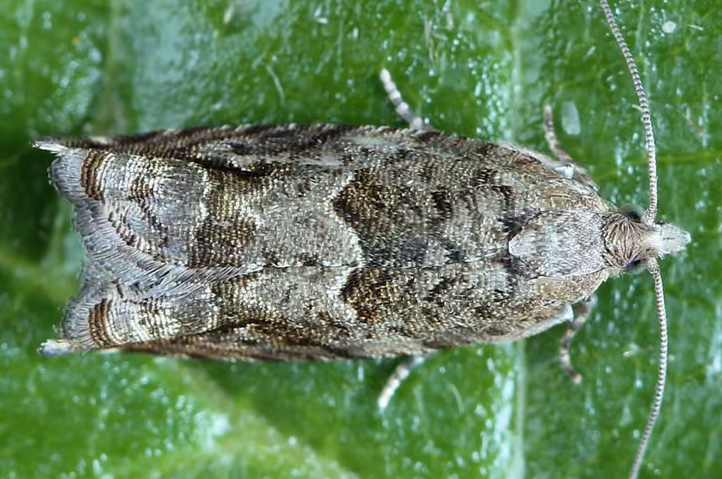 Holly Tortrix, photo 2 of 5