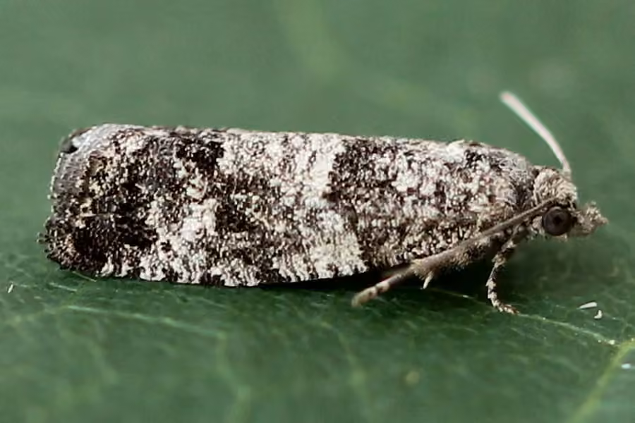 Larch-bud Moth, Adulte