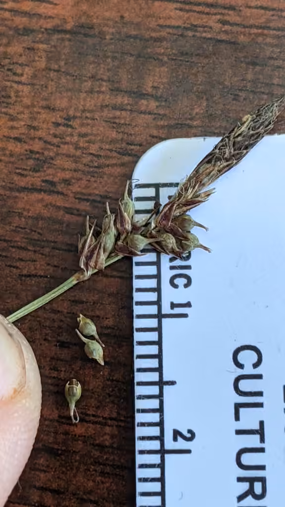 Carex des forêts, En fruits