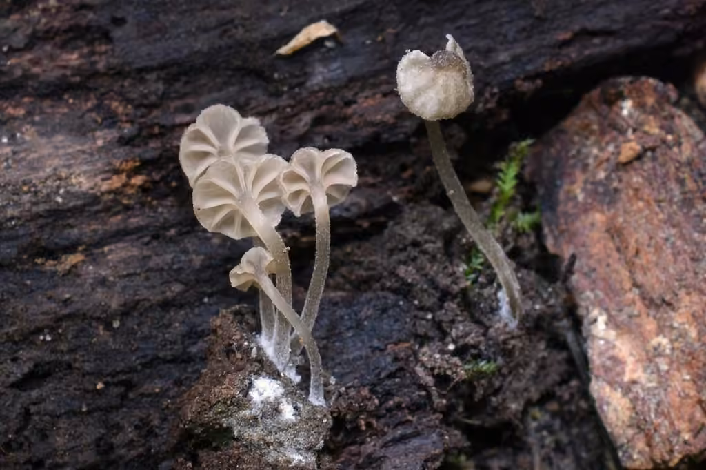 Entoloma rhodocylix, photo 3 of 5