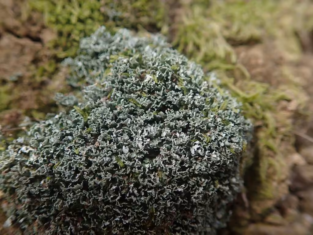 Browned Pixie-cup Lichen, photo 3 of 5