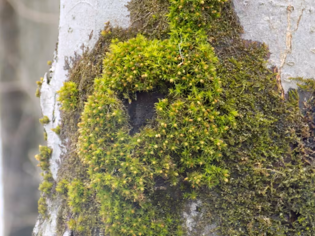 Stellate orthotrichum moss, photo 3 of 5