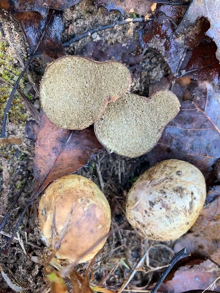 Rhizopogon pseudoroseolus, photo 1 of 5