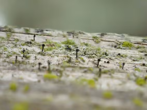 Mycocalicium lichen, photo 2 of 5