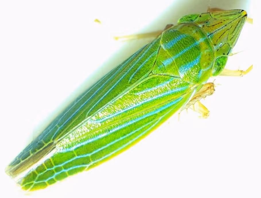 Tenderfoot Leafhopper, Femelle adulte