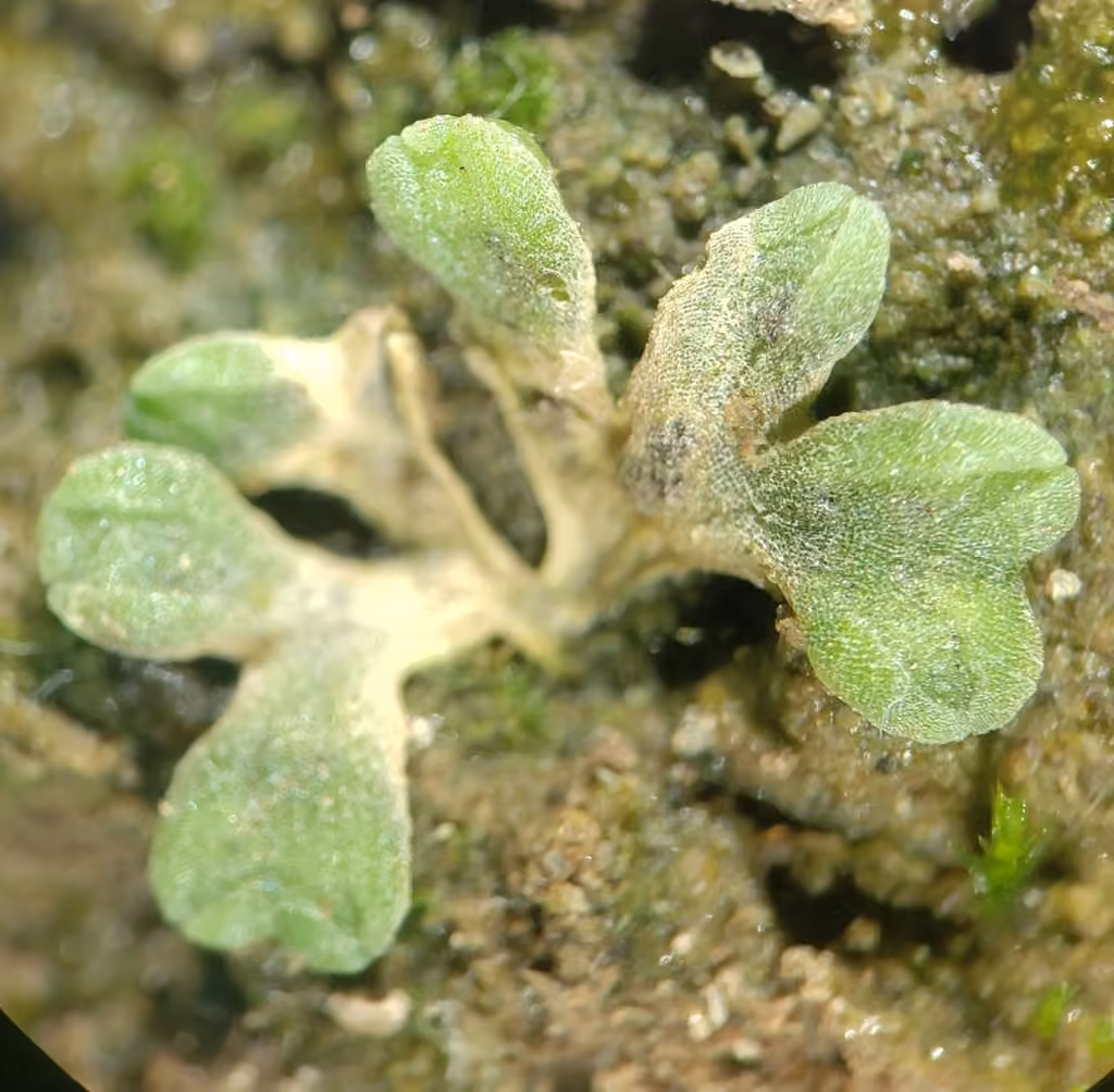 Lizard Crystalwort, photo 2 of 5
