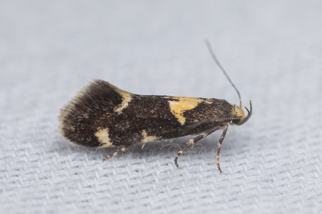 Brymblia quadrimaculella, Adult