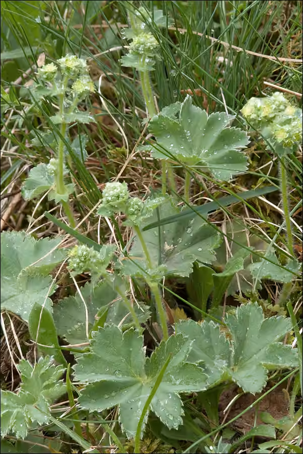 Alchémille bleuâtre, photo 1 sur 1