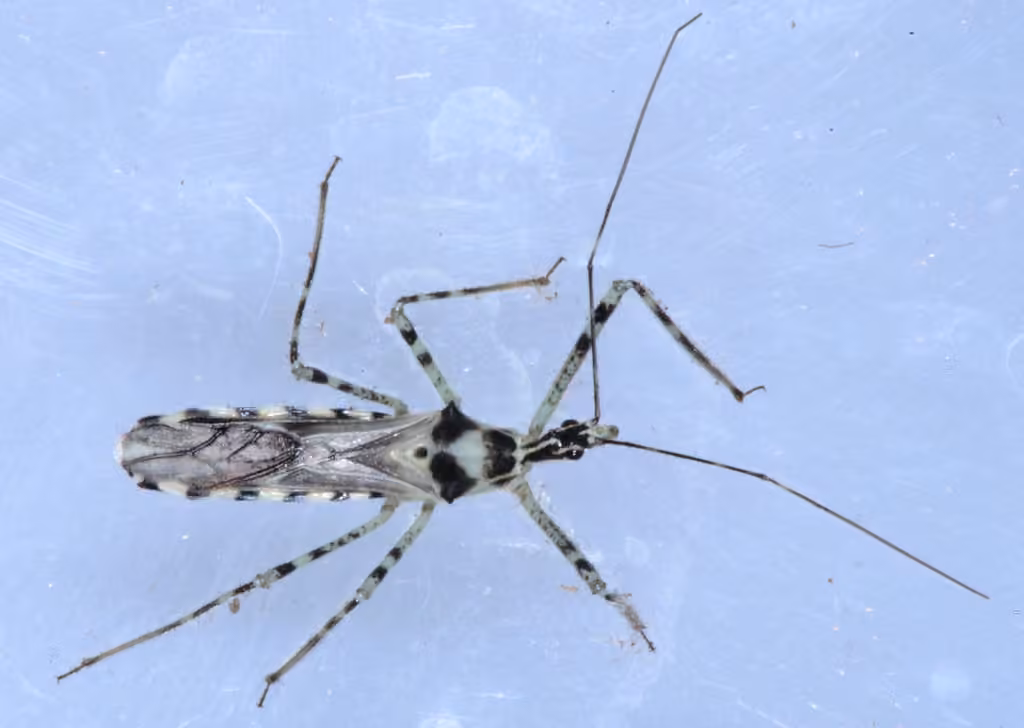 Four-spurred Assassin Bug, Adult