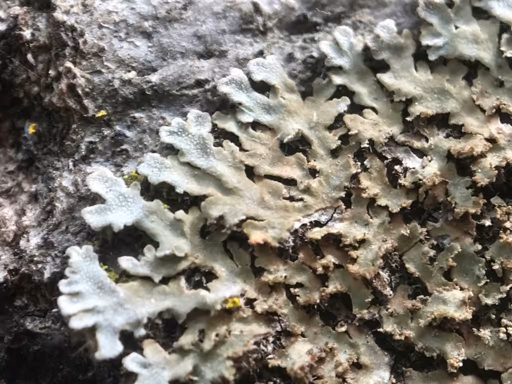 Phéophyscie hirsute, photo 2 sur 5