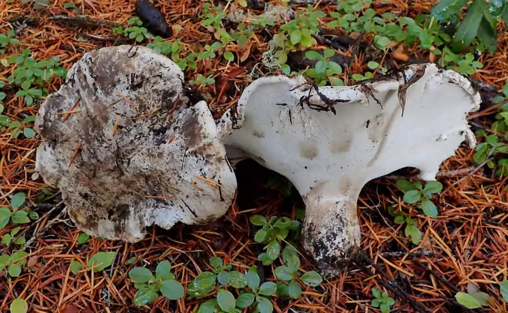 Grey Falsebolete, photo 1 sur 5