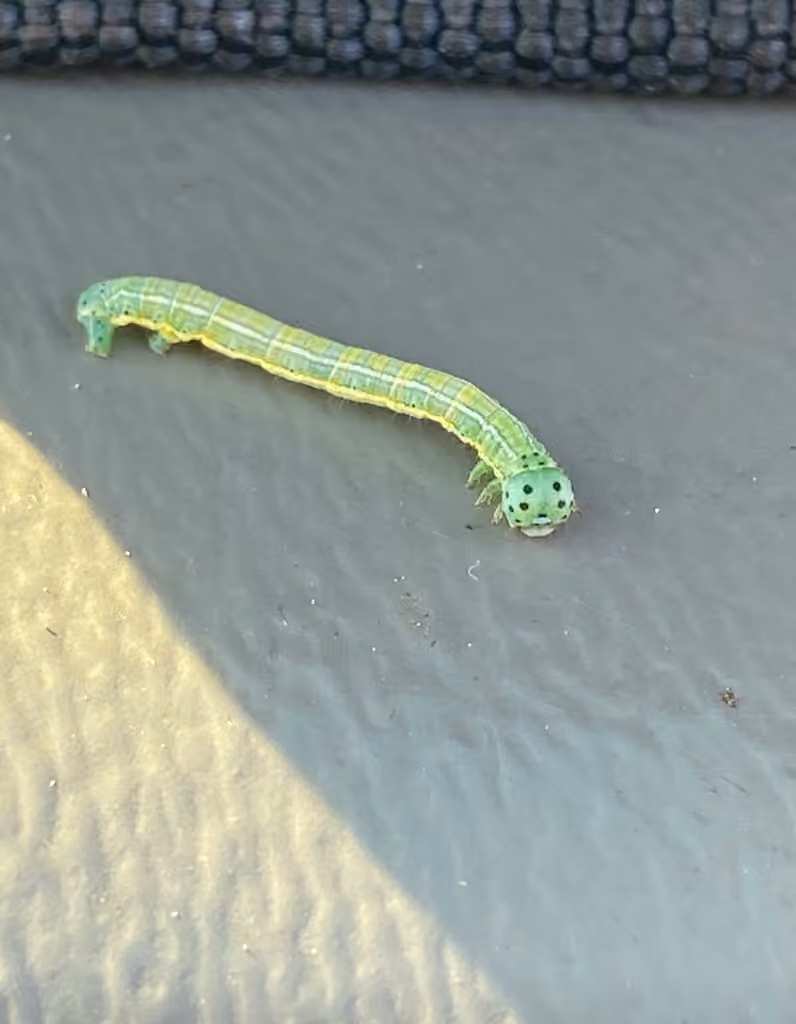 False Hemlock Looper Moth, photo 1 of 5