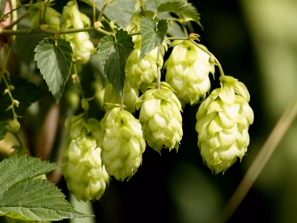 Houblon commun