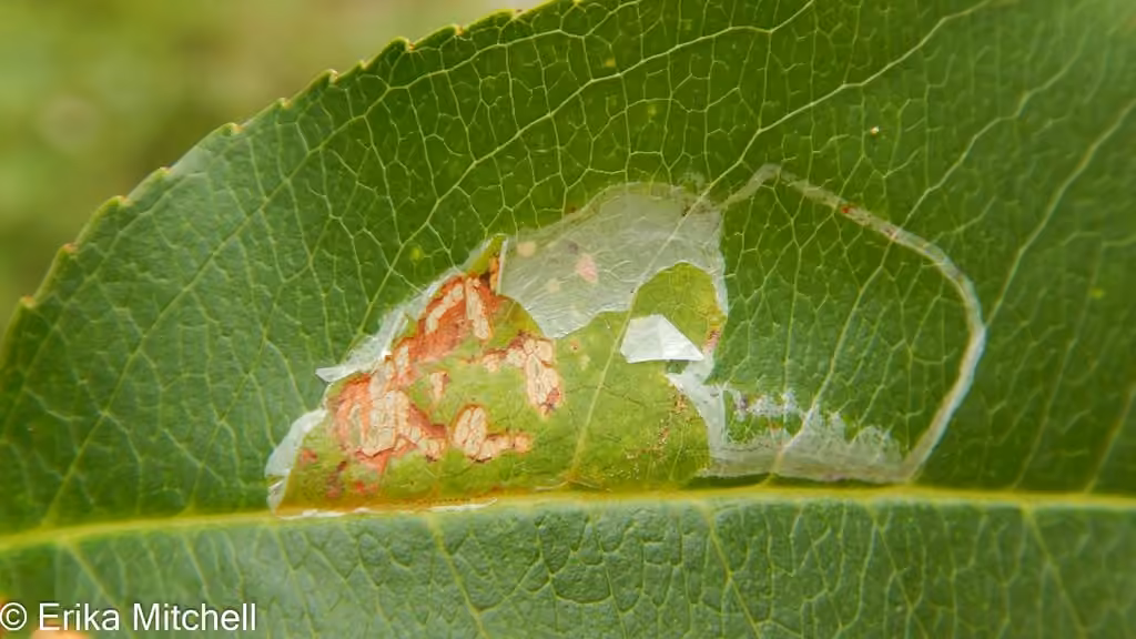 Cherry Leafroller Moth, Leaf mine