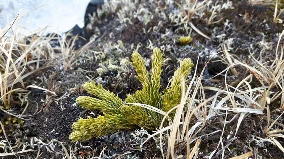 Lycopode arctique