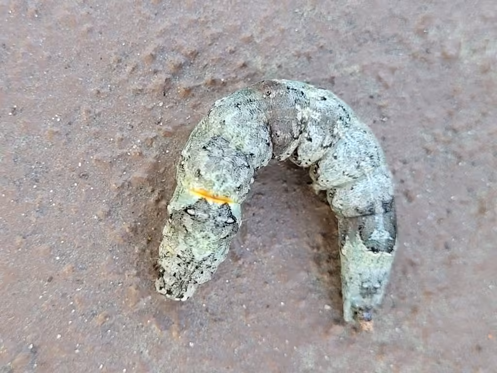 Lunate Zale Moth, Chenille