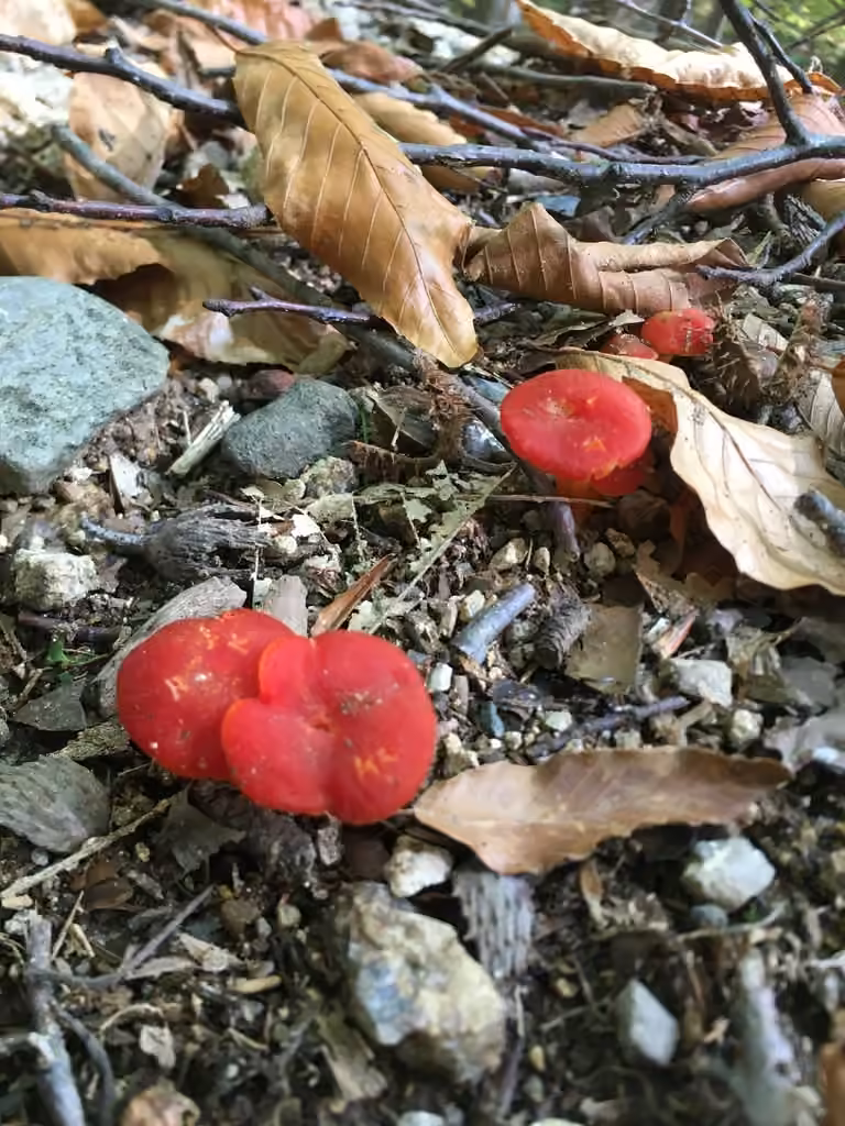 Hygrocybe cochenille, photo 2 sur 5