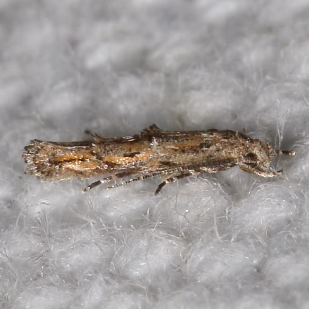 Buttonbush Leafminer Moth, Adult