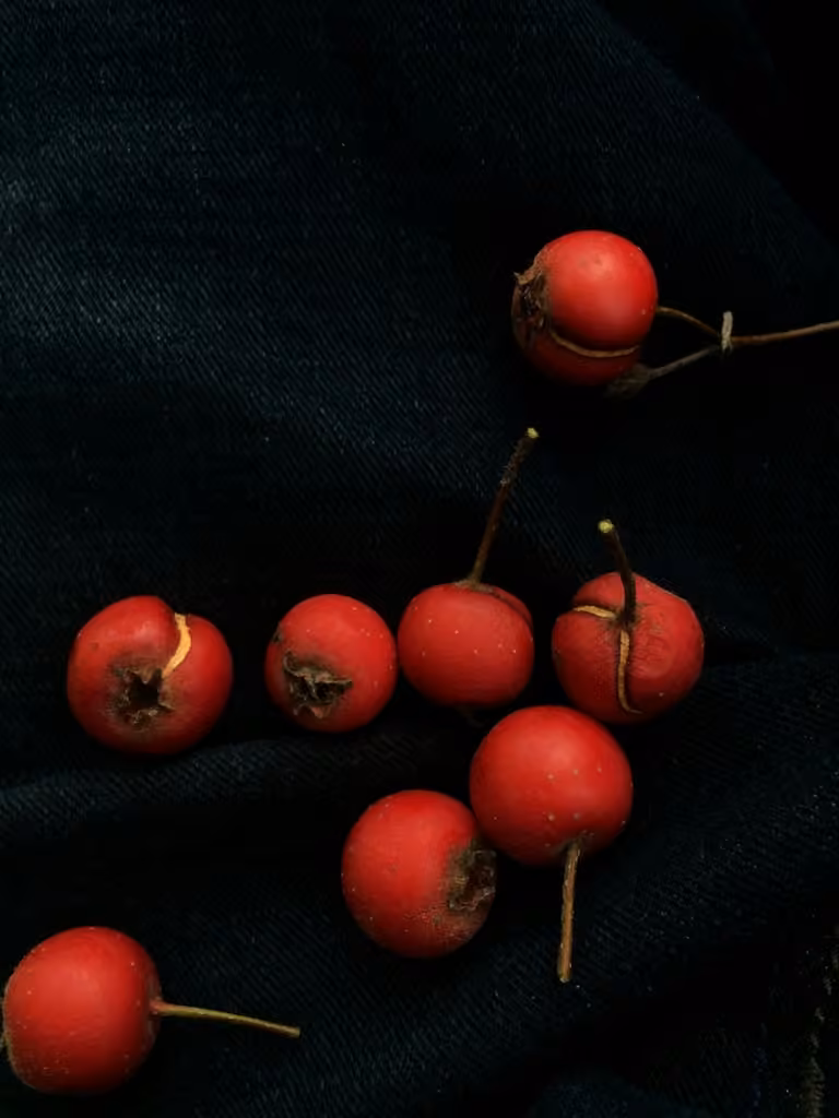 Canadian hawthorn, In fruit