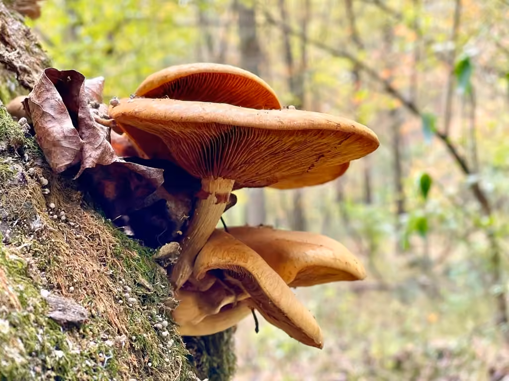 Gymnopile jaune, photo 2 sur 5
