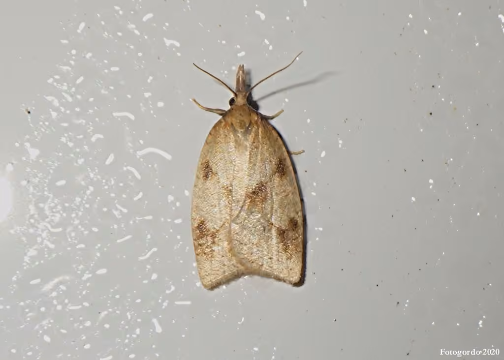 Mosaic Sparganothis Moth, Adulte