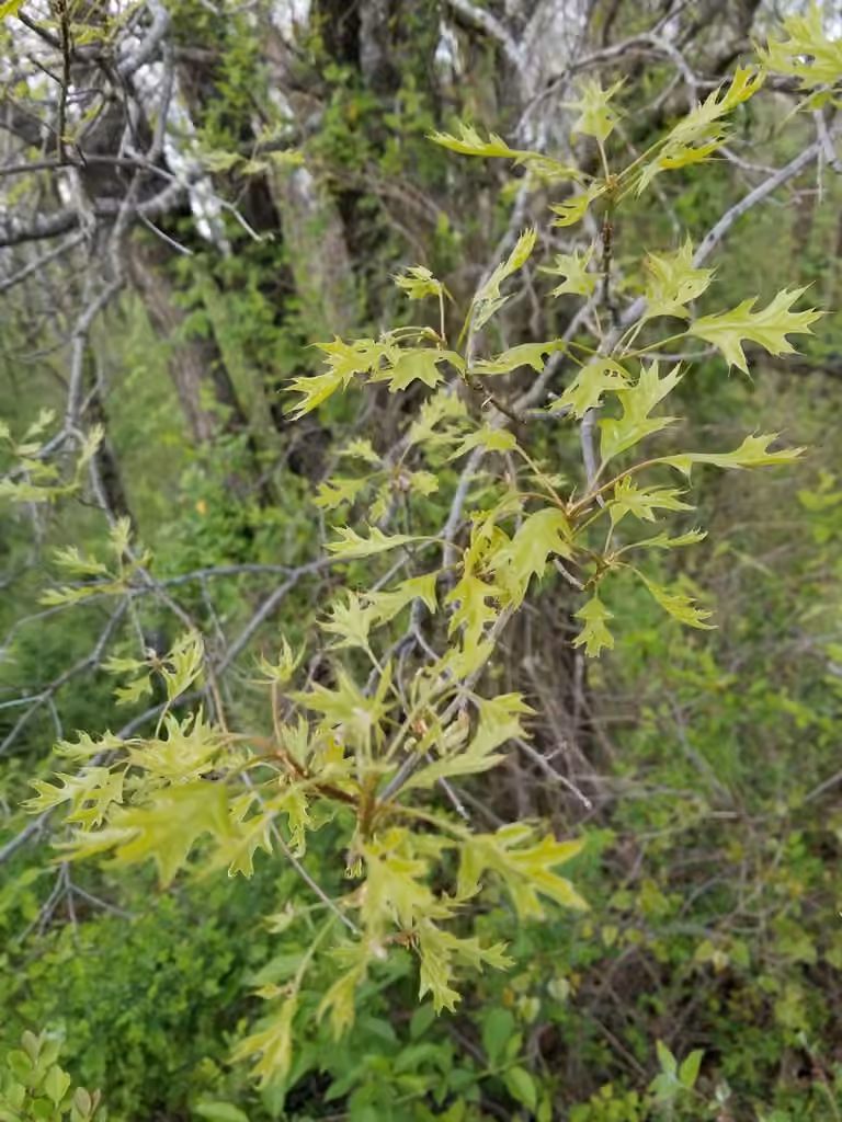 Chêne des marais, En fleurs