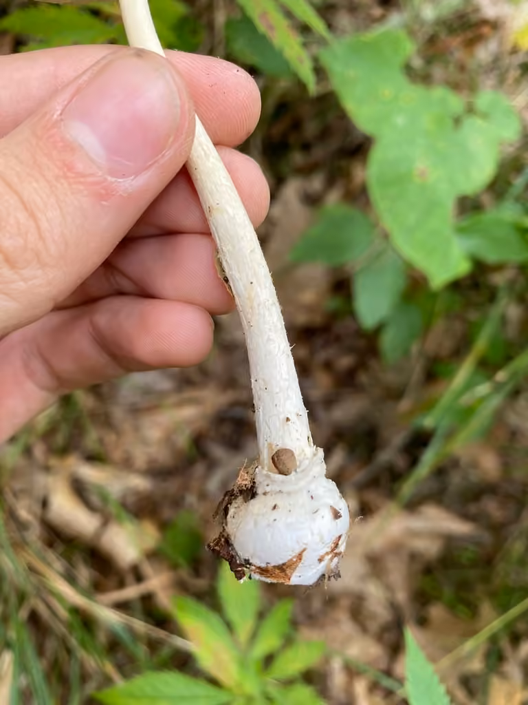 Amanite blanc ocré, photo 2 sur 5