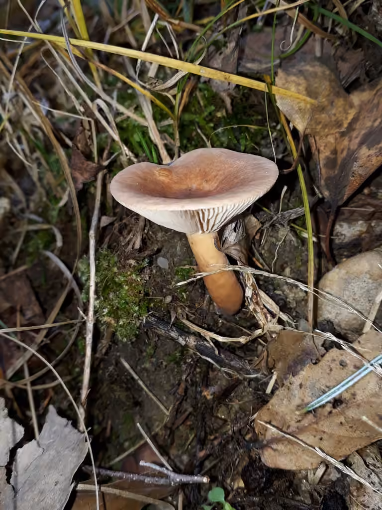 Lactaire caoutchouc, photo 1 sur 5