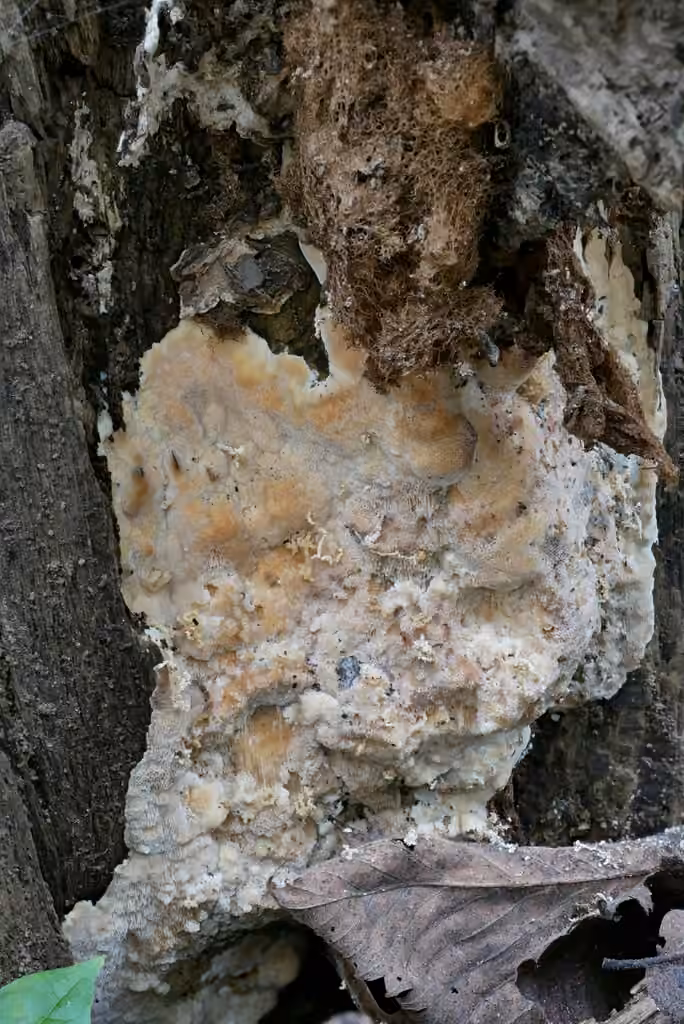 Meripilus vitreus, photo 3 sur 5