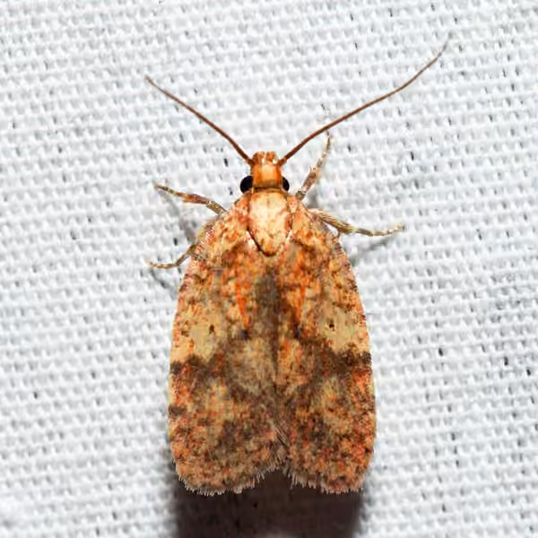 Four-dotted Agonopterix Moth, Adult