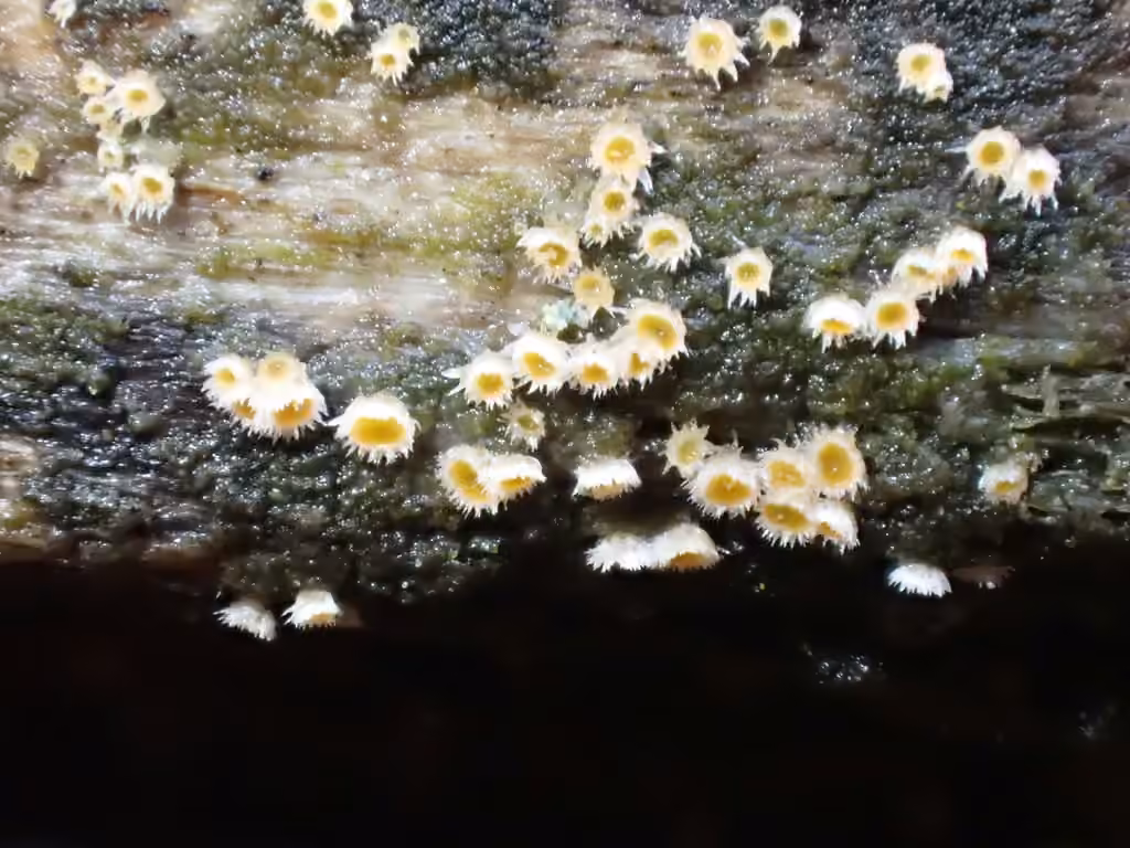 Parachnopeziza miniopsis, photo 2 sur 5