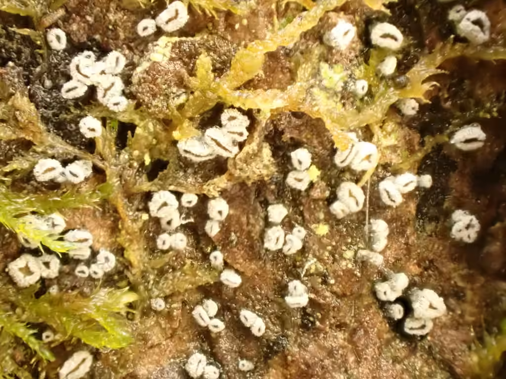 Pézize pulvérulente, photo 3 of 5