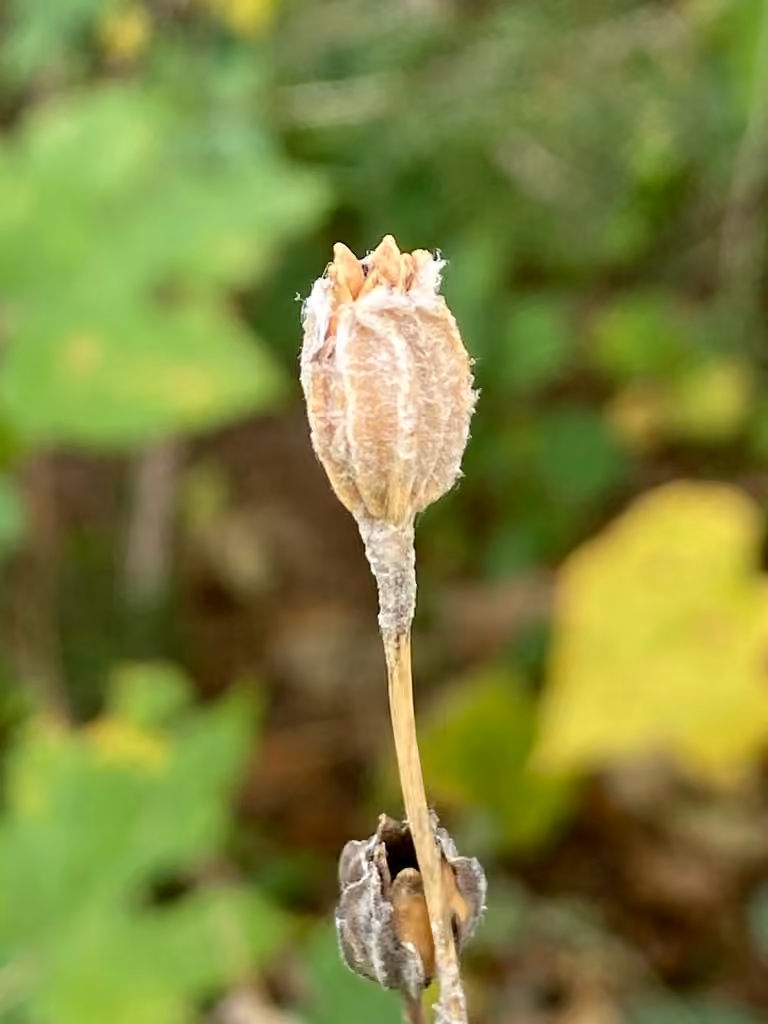 Rose campion, In fruit