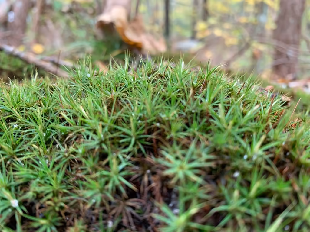 Ohio polytrichum moss, photo 2 of 5