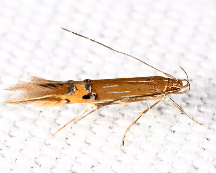 Fernald's Cosmopterix Moth, Adulte