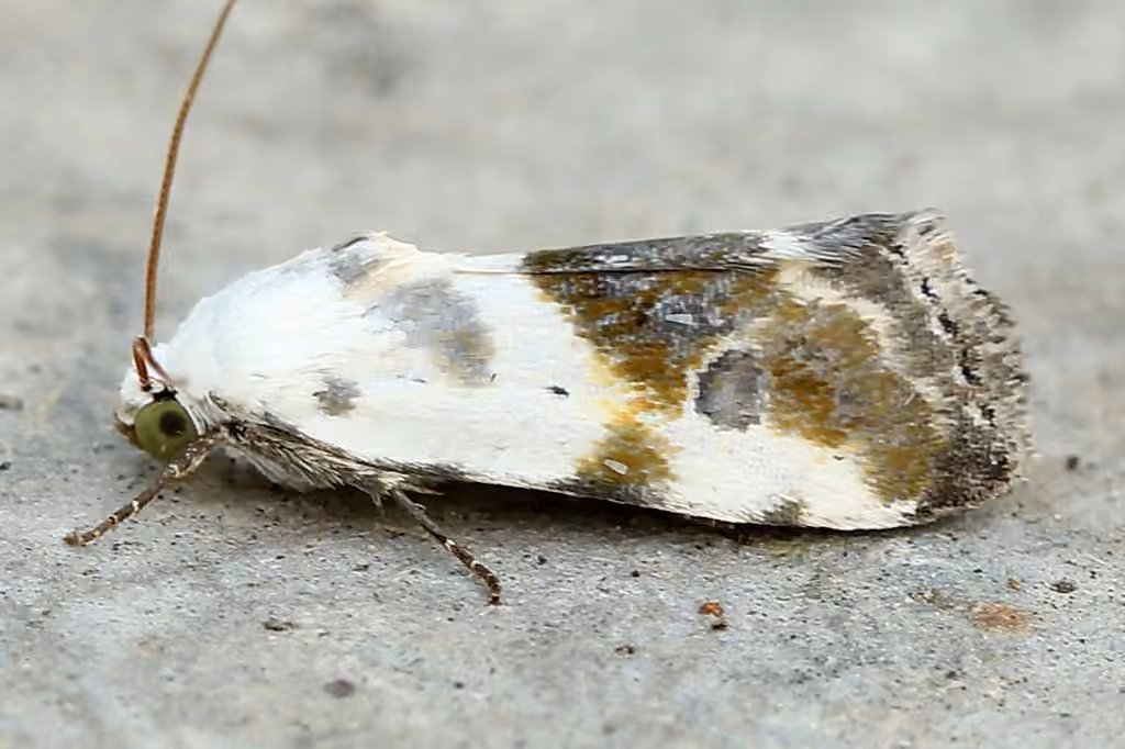 Olive-shaded Bird-dropping Moth, photo 2 of 5