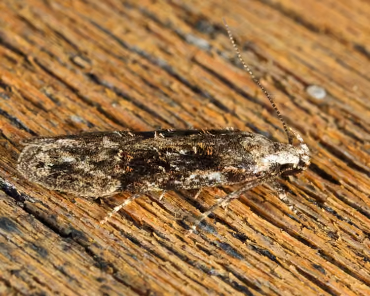 Elm Groundling, Adulte