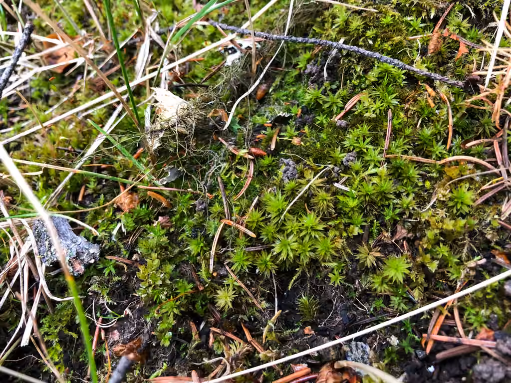 Austria timmia moss, photo 3 of 5