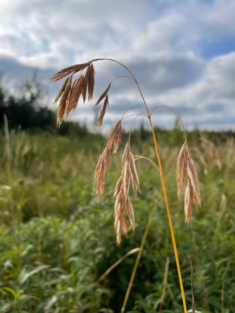 Fringed brome, In fruit