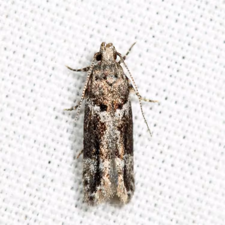 Neotelphusa praefixa, Adulte
