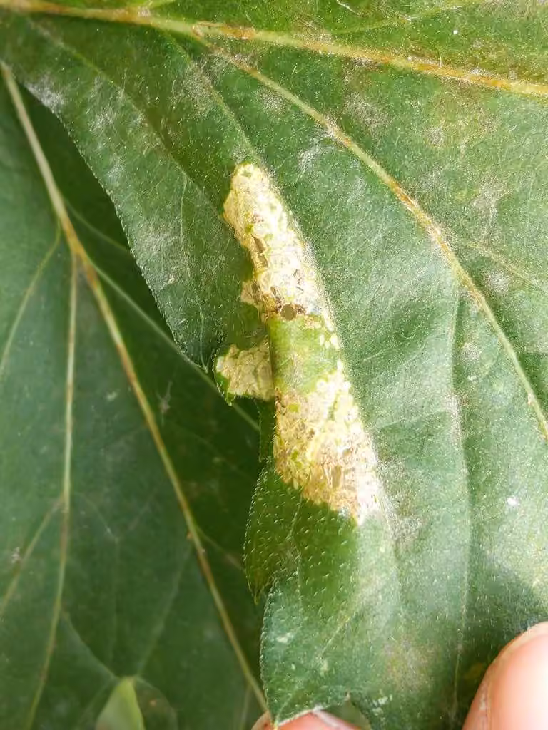 Leucospilapteryx venustella, photo 1 of 5