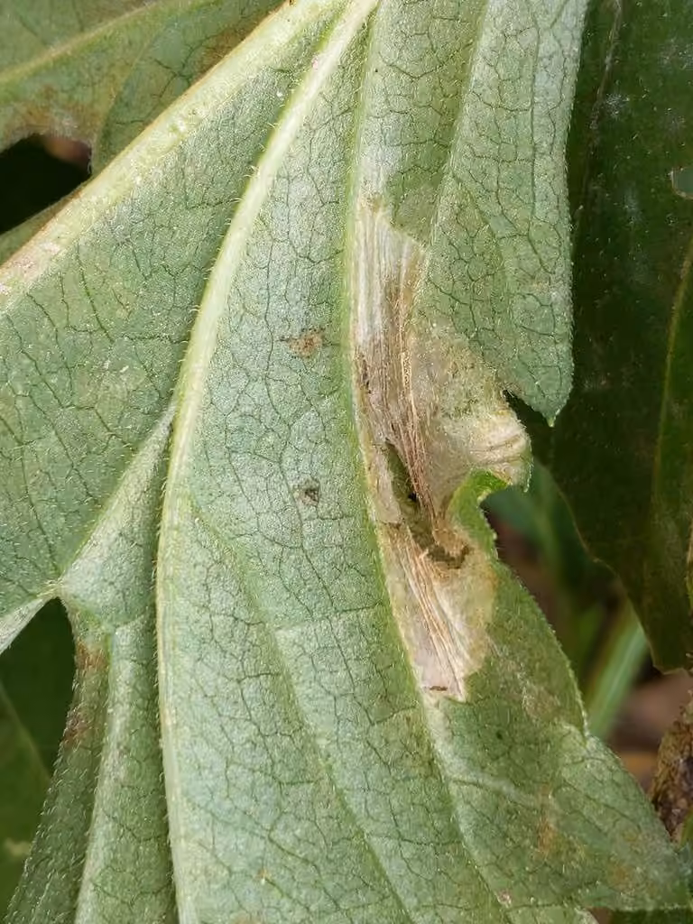 Leucospilapteryx venustella, photo 3 of 5