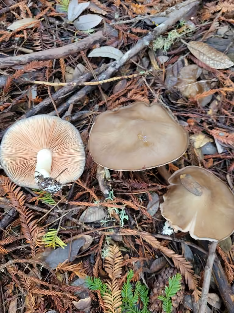 Wood Pinkgill, photo 1 of 5