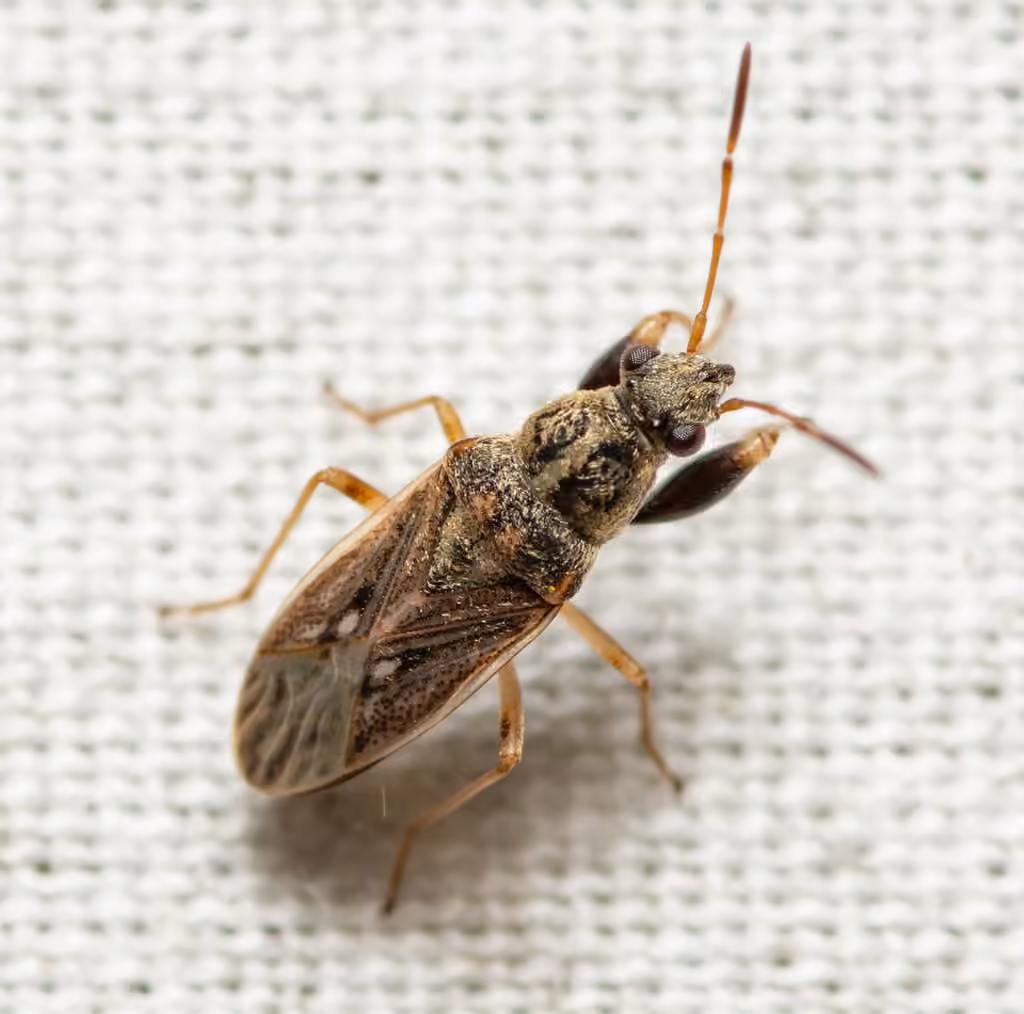 Pale-spotted Seed Bug, photo 2 sur 5