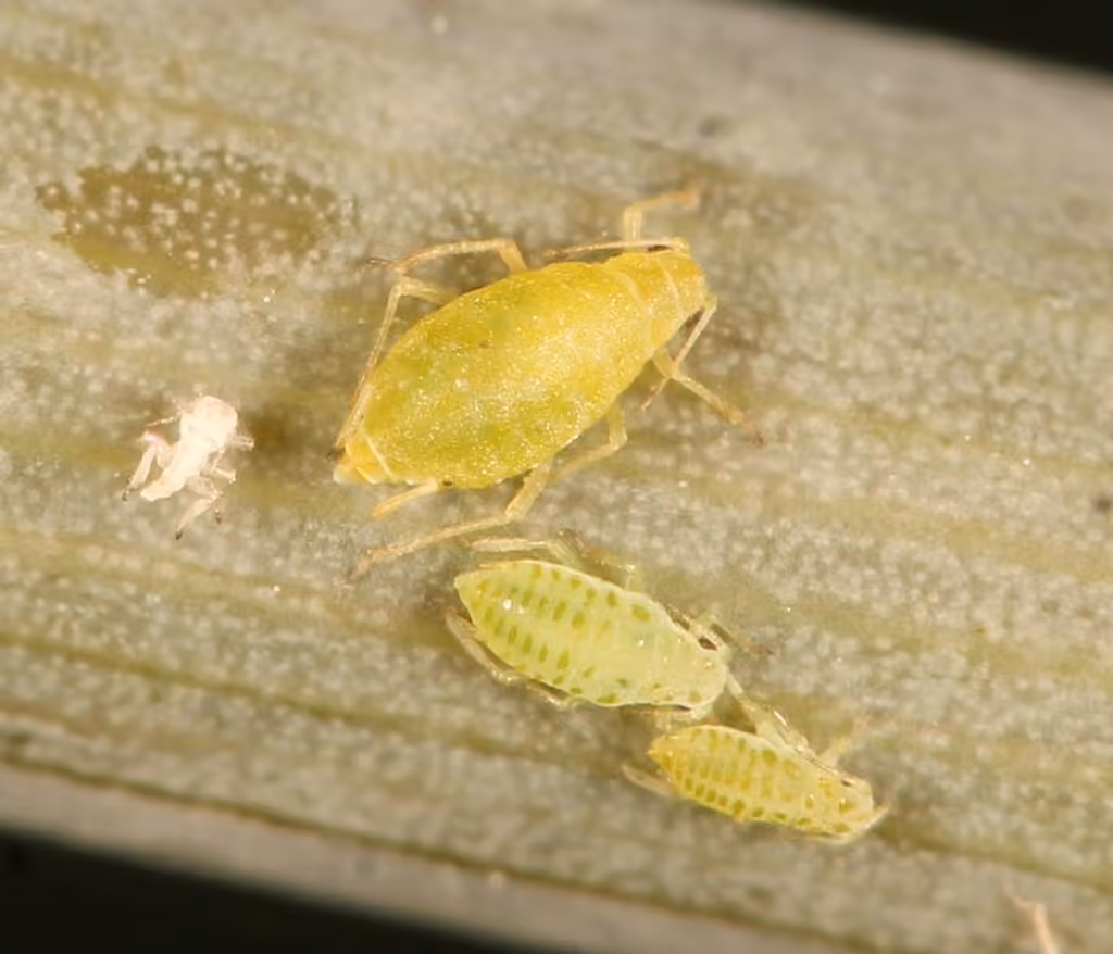 Carrot-willow aphid, Adult female