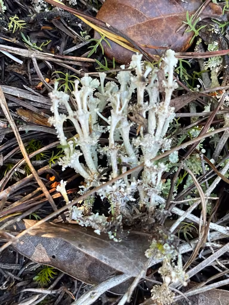 Slender Ladder Lichen, photo 3 of 5