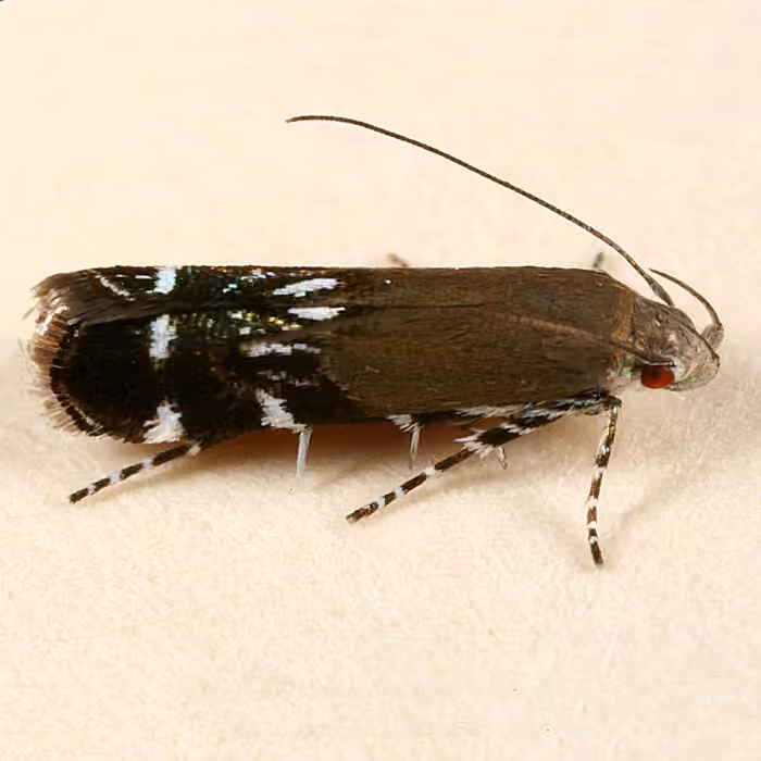 Silver-dashed anacampsis, photo 1 sur 5