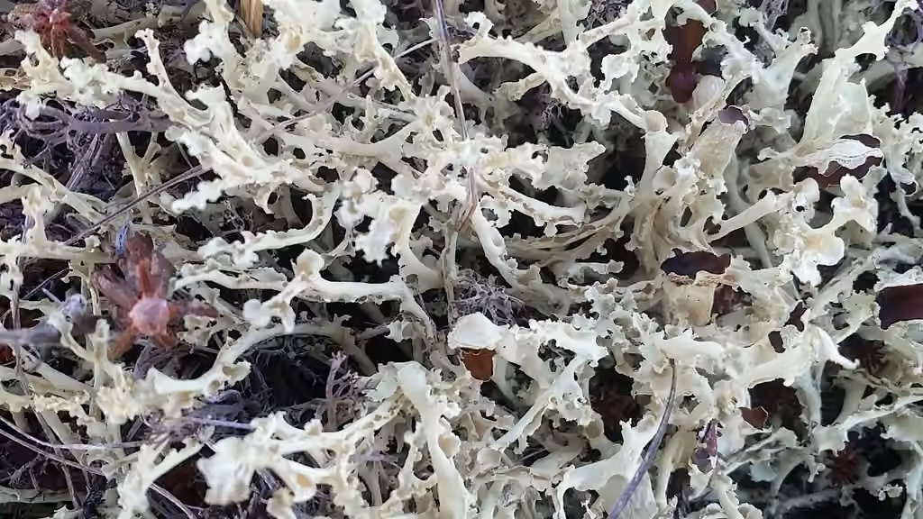 Curled Snow Lichen, photo 1 of 5