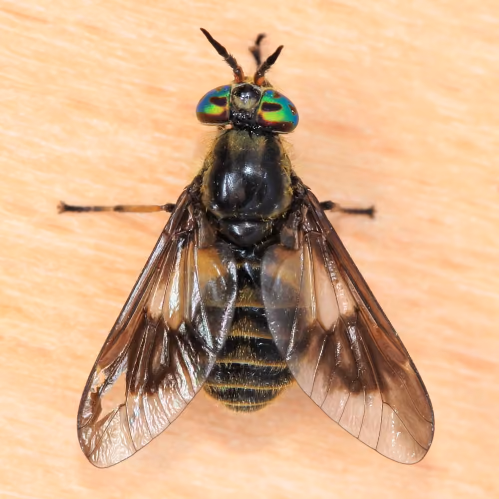 Frigid Deer Fly, Female