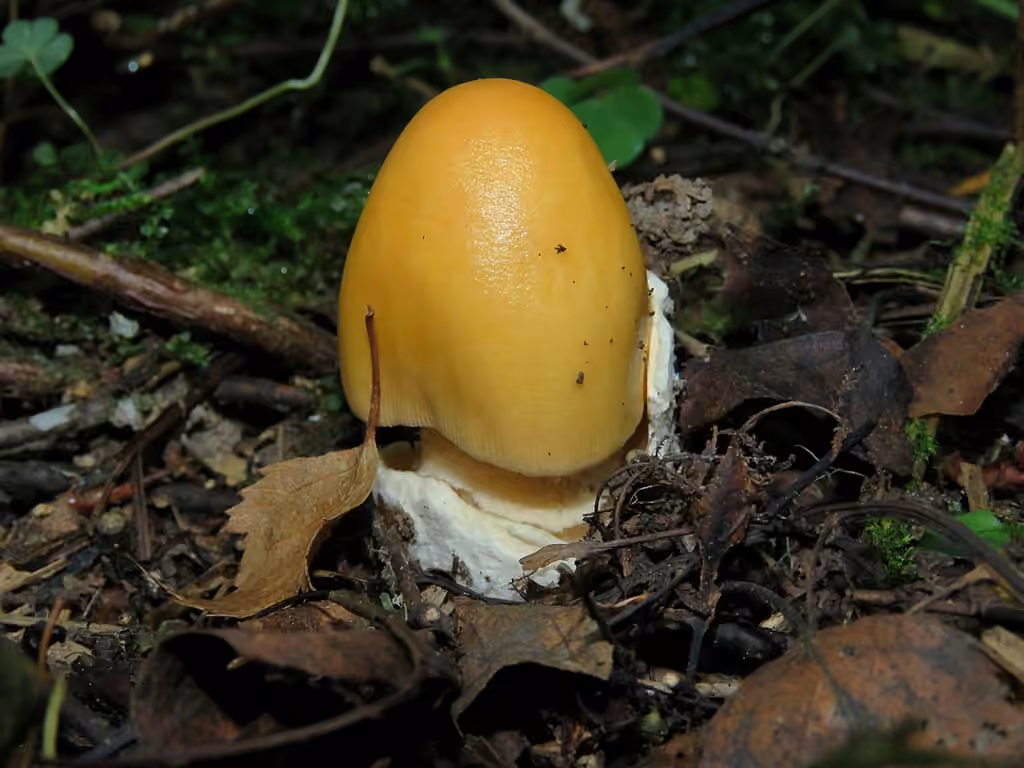 Orange Grisette, photo 2 of 5